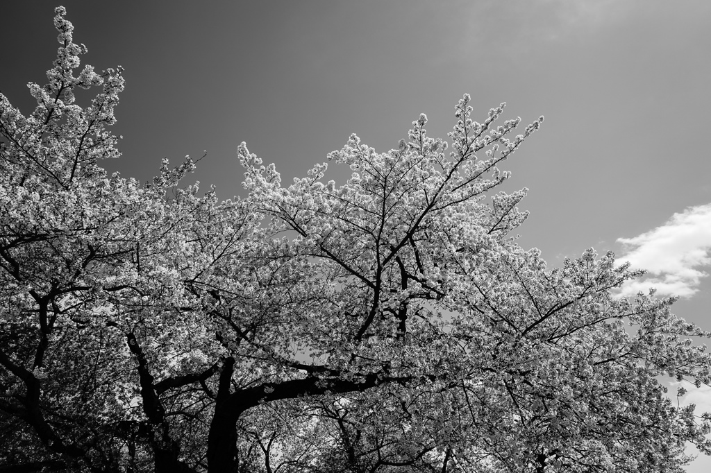 天高く咲く桜