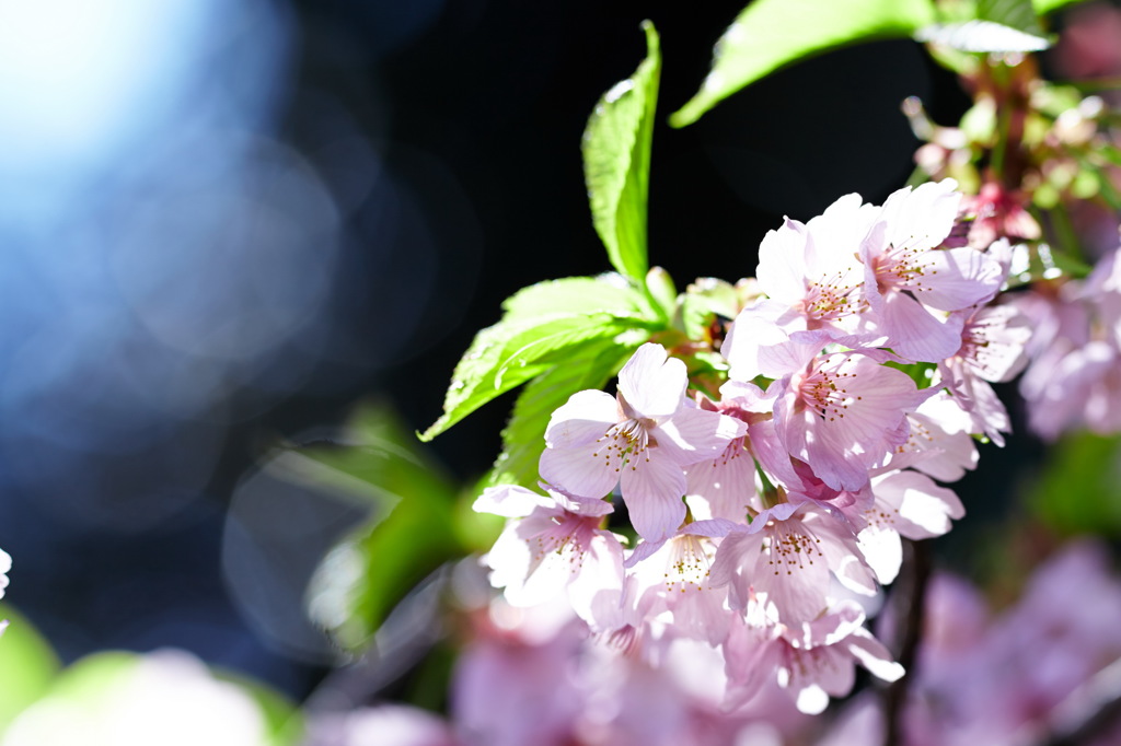 春の息吹　寒桜