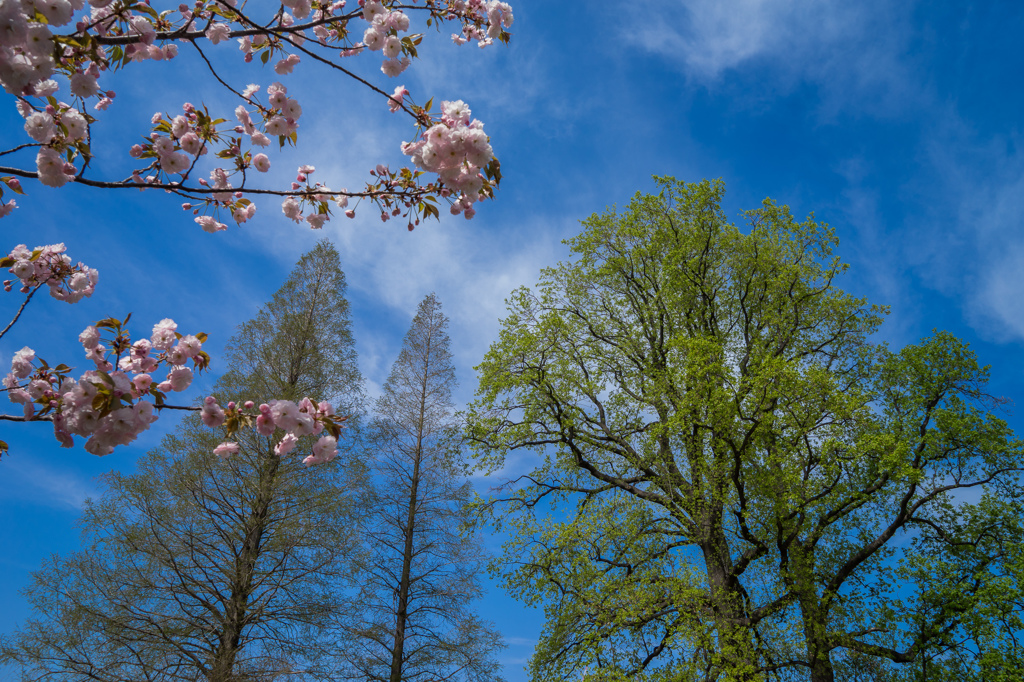 新緑に添える八重桜