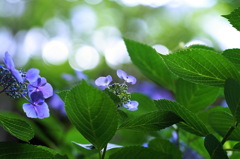 梅雨の華