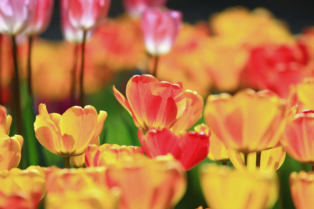 Tulip
