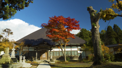 横手市・大屋　正伝寺　紅葉