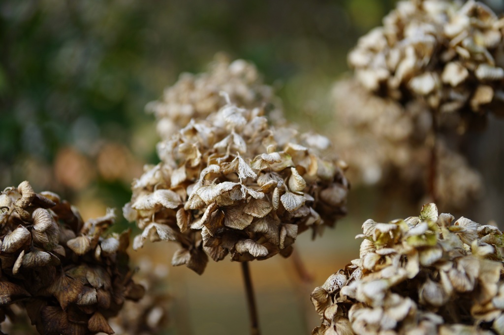 枯紫陽花