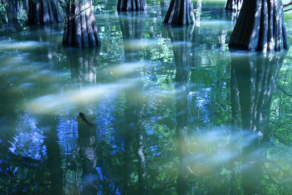 森の魚