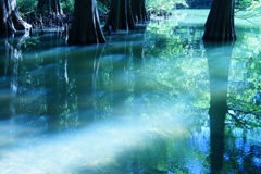 水の森