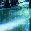 水の森
