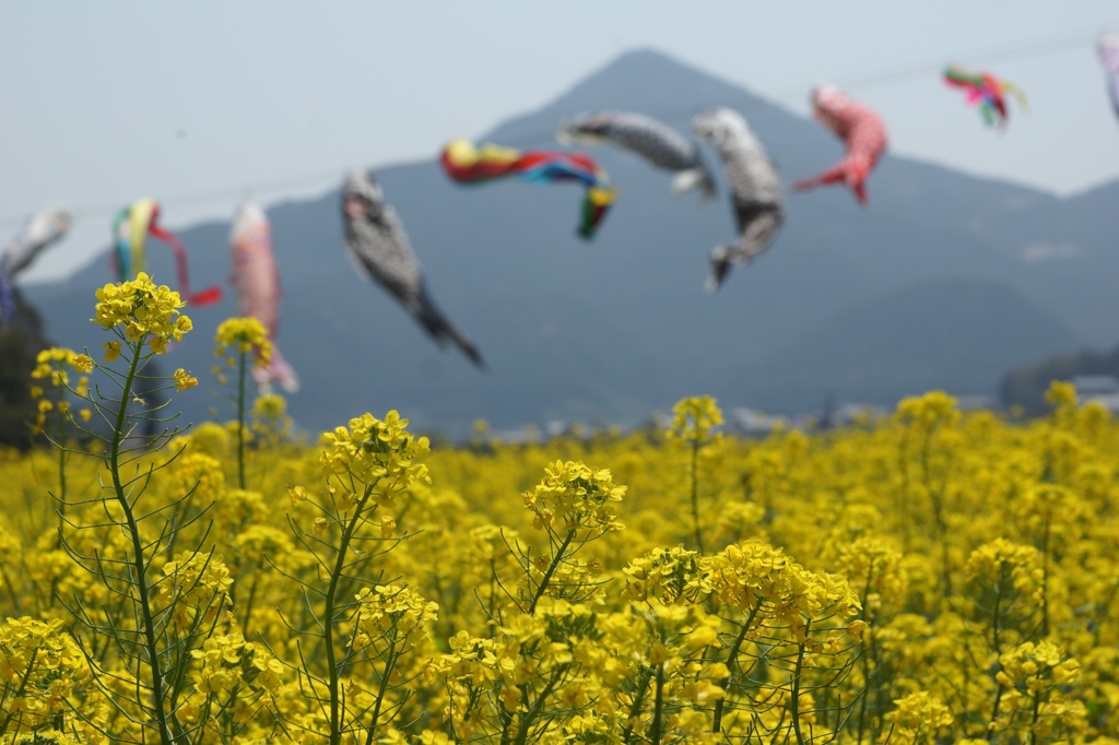 塩田の富士と菜の花と鯉のぼり