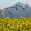 塩田の富士と菜の花と鯉のぼり