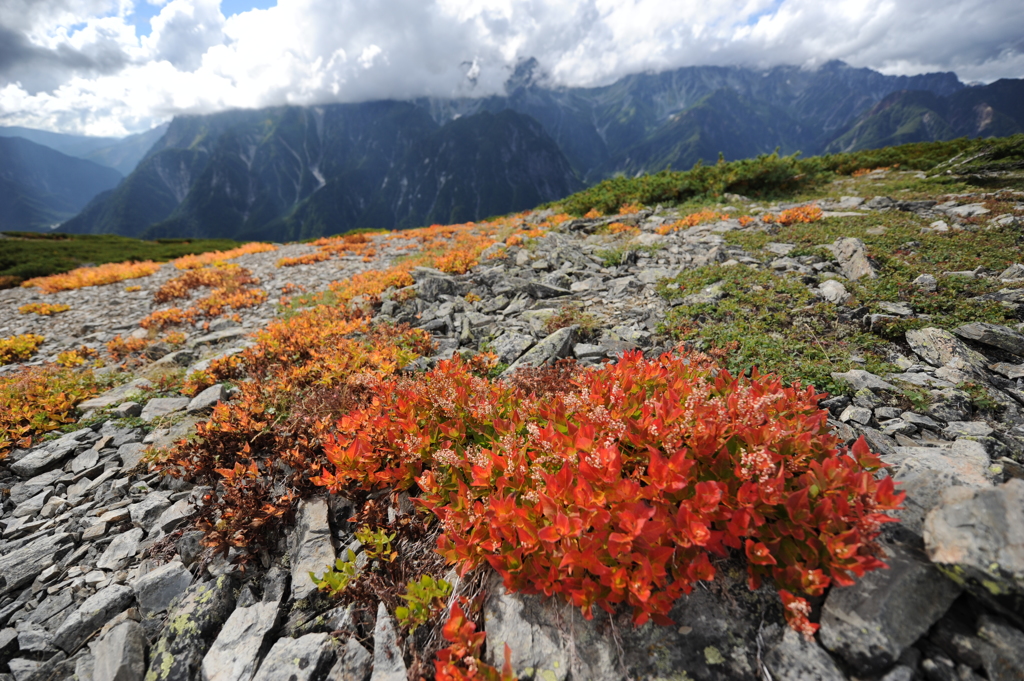 パノラマ銀座の草紅葉