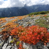 パノラマ銀座の草紅葉