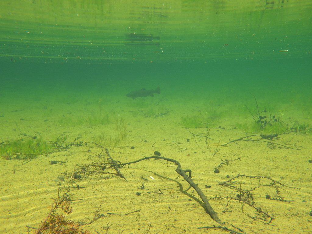 神降池の魚影