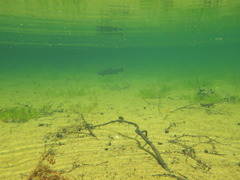 神降池の魚影