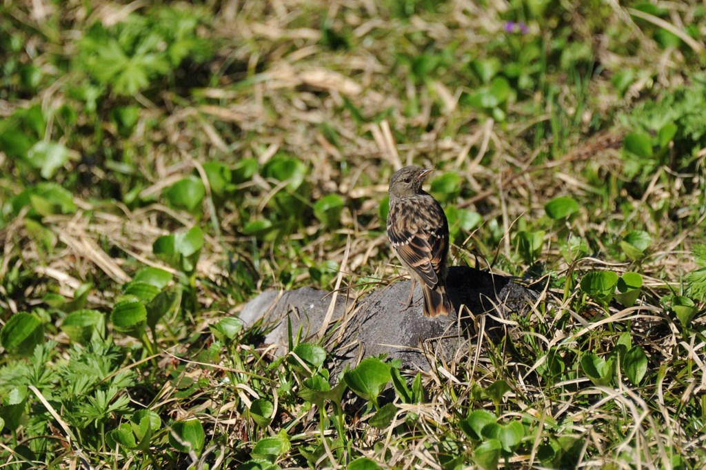 DSC_3931
