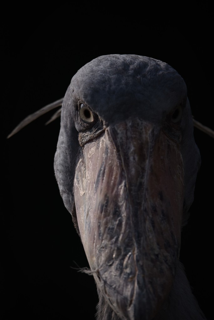 眼光