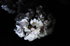 闇夜の桜