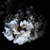 闇夜の桜