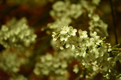 DSC_0809