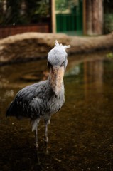 ハシビロコウがあらわれた！
