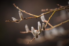 春の芽吹き