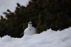 DSC_2481