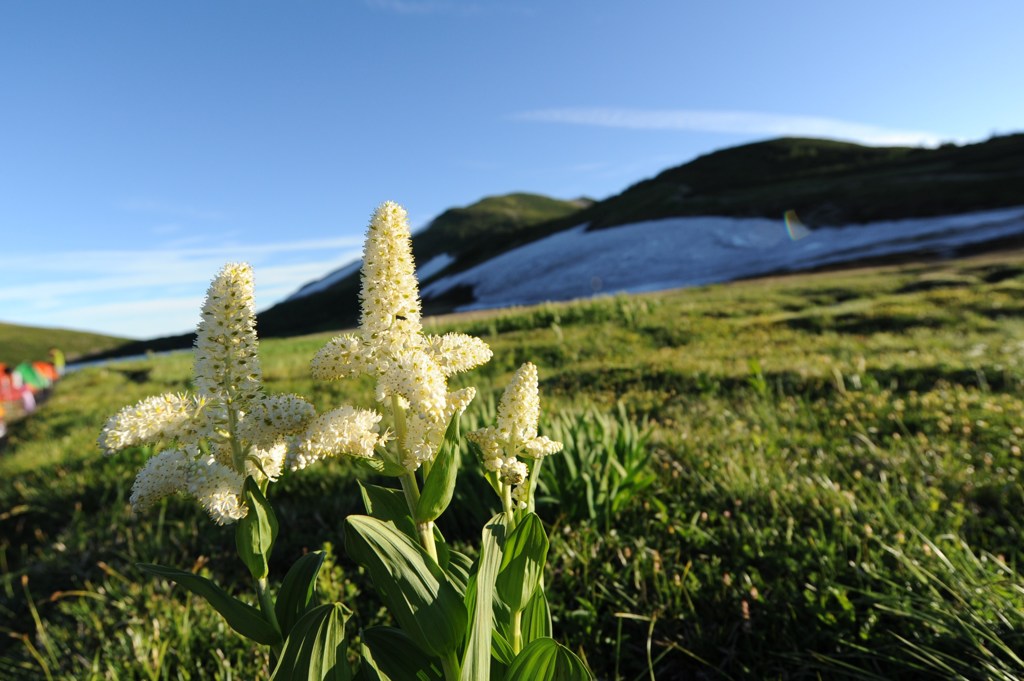 コバイケイソウと雪渓