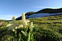 コバイケイソウと雪渓