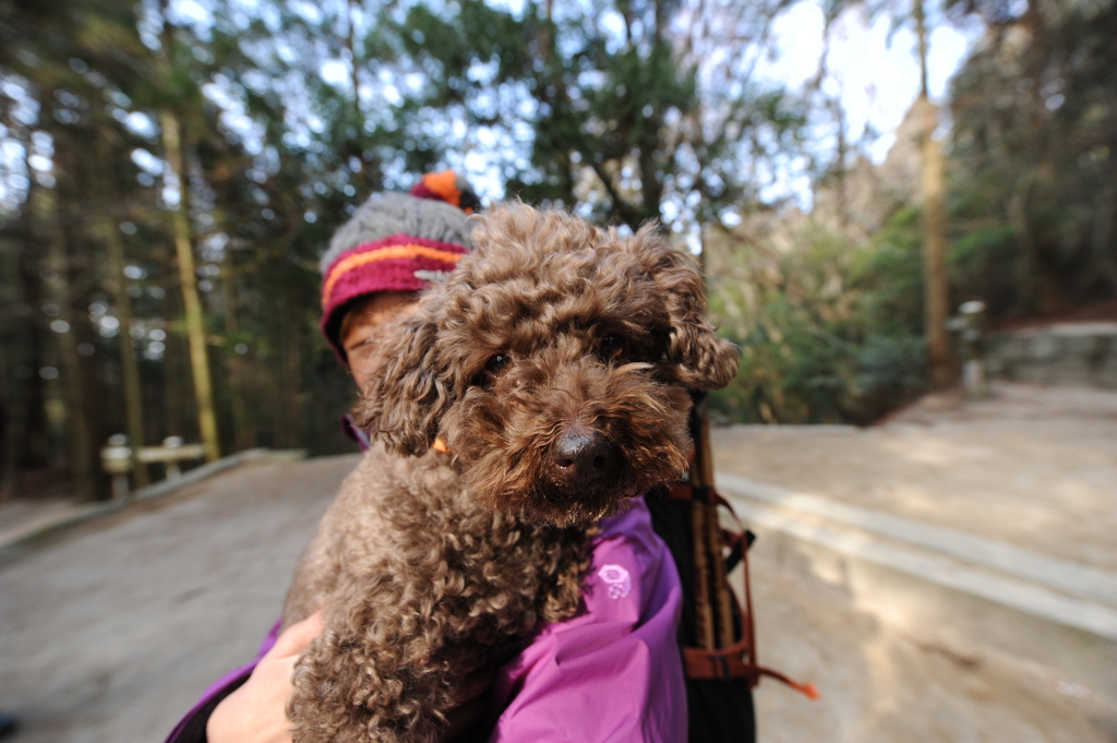 散歩させる犬、散歩される人間