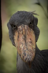 木陰から