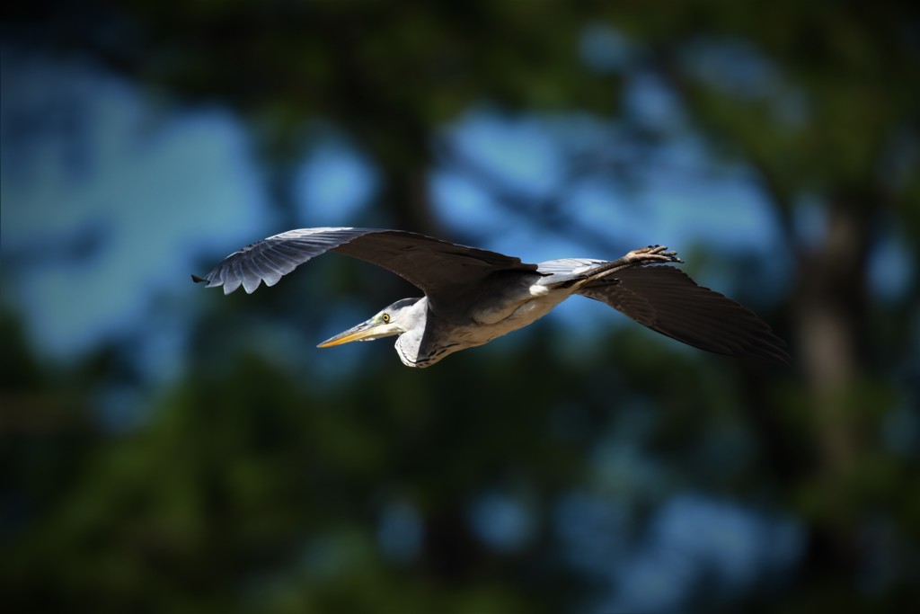 滑空