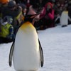 散歩中ですが何か？