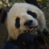 食べパンダ