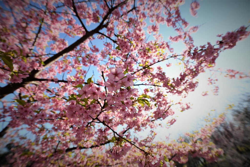 ズームで狙う桜