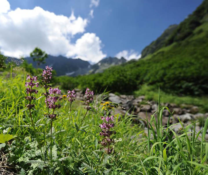 色咲く高山植物