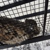 モフモフのにっくにくきゅう＾＾