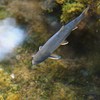 ホバリング岩魚