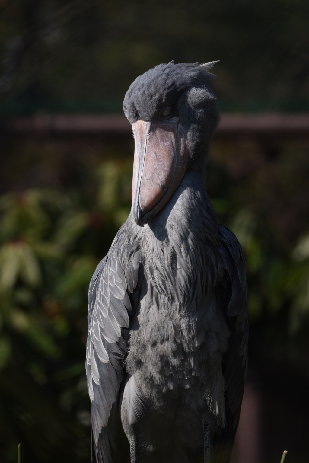 DSC_0054