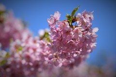 単焦点で狙う桜