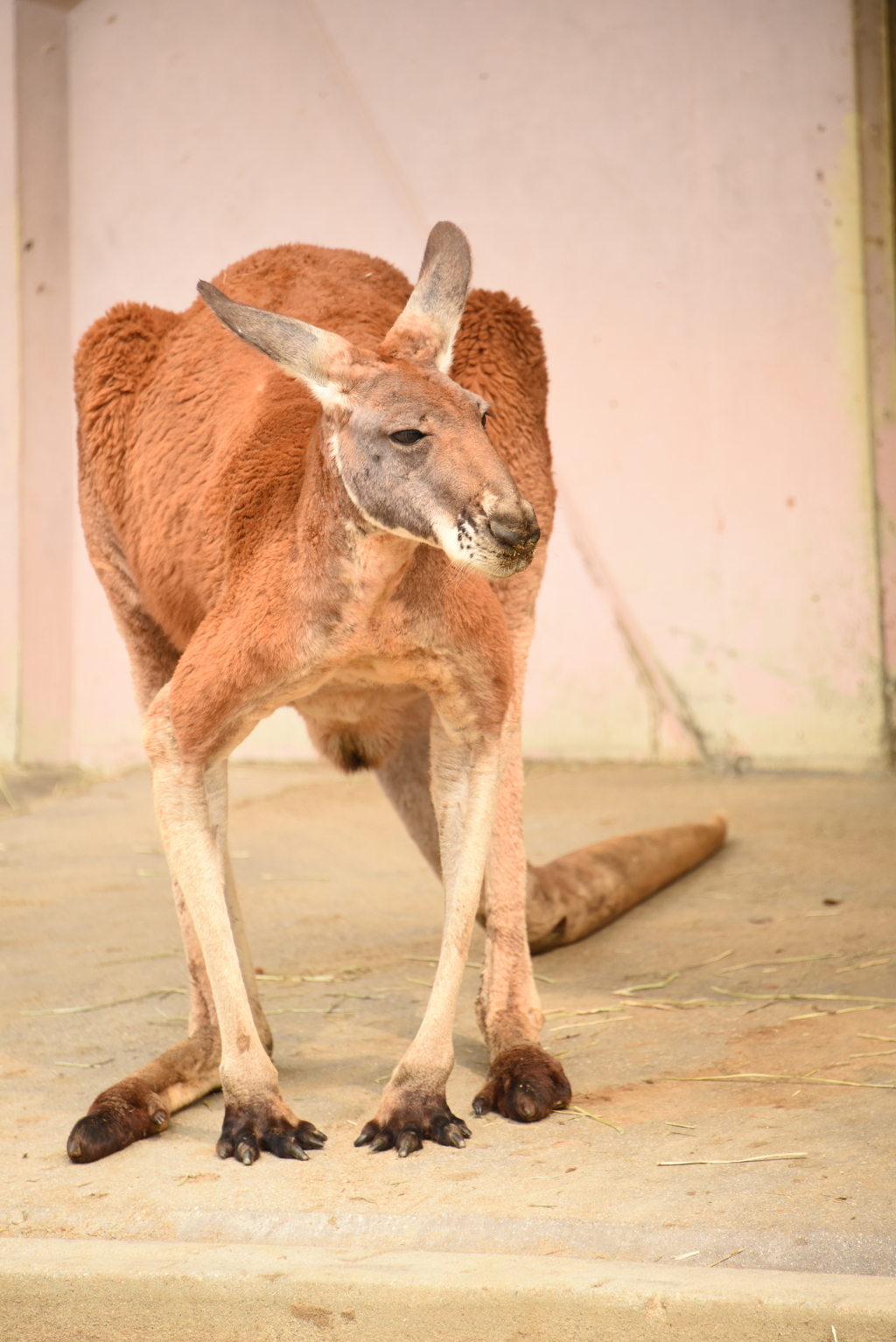 アカカンガルー