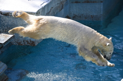 DIVE!!!!!
