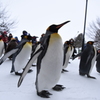 ペンギンの散歩だよーん♪