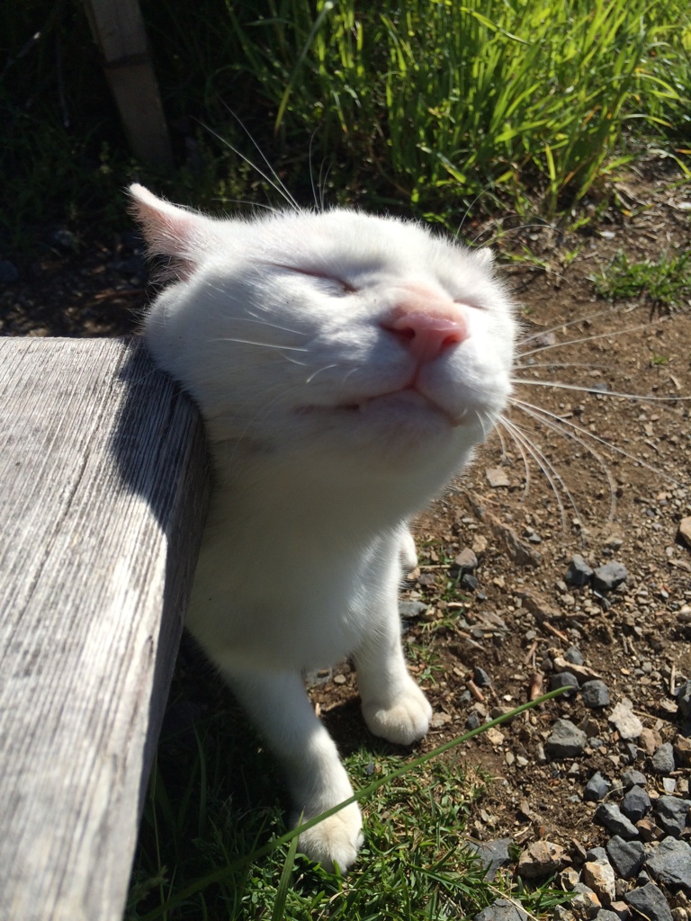 ふがふが（＾ω＾)