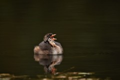 かいつぶり