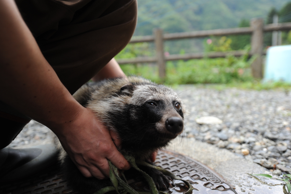 飼われてますが何か？