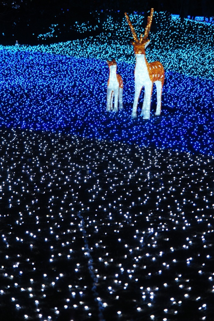 お散歩
