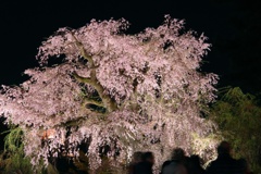 夜桜