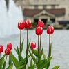 冬もチューリップ