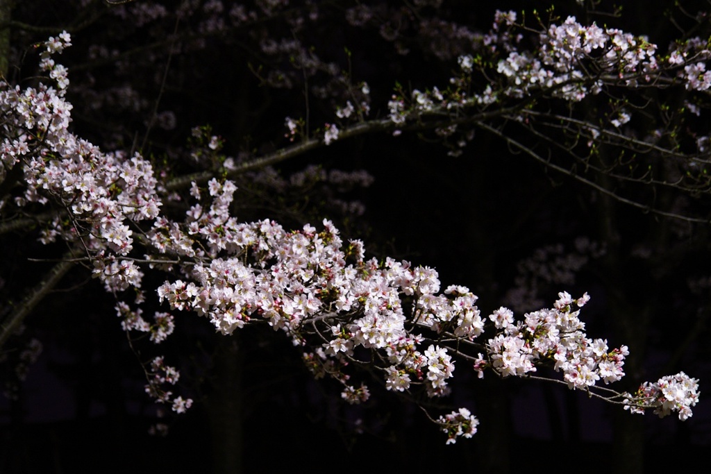 夜桜