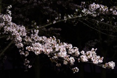 夜桜