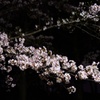 夜桜