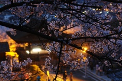 宵桜